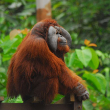 Matang Wildlife Centre and Kubah National Park - Adult