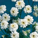 Unbranded Matricaria Snow Puffs Seeds 421728.htm