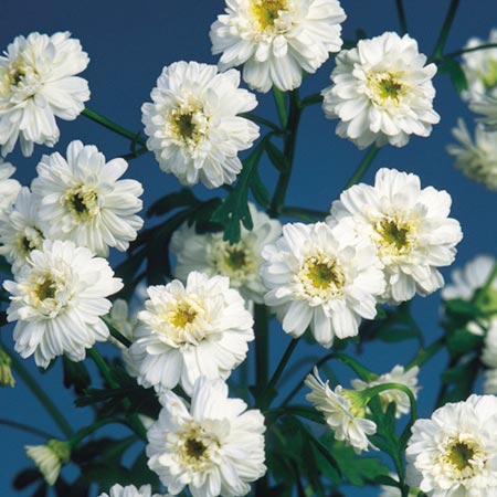 Unbranded Matricaria Snow Puffs Seeds Average Seeds 2000