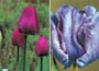 Mauve Tulip Collection