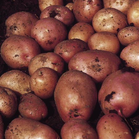 Unbranded Maxine Potatoes - 3 kg (Second Early) 3 kg