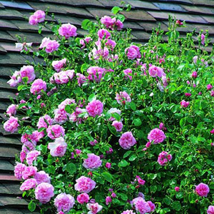 Unbranded May Queen - Climbing Rose