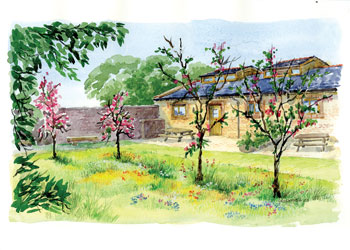 Unbranded McGuires Oak