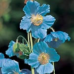 Unbranded Meconopsis Betonicifolia (Baileyi) Seeds