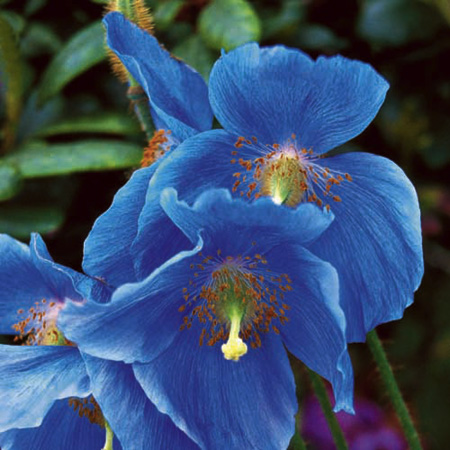 Unbranded Meconopsis China Blue Plants Pack of 3 Pot Ready