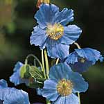 Unbranded Meconopsis Collection Potted Plants