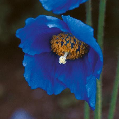 Unbranded Meconopsis Lingholm Plants Pack of 3 Pot Ready