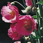 Unbranded Meconopsis Napaulensis Pink Potted Plants