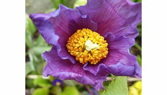 Unbranded Meconopsis Plant - Hensol Violet