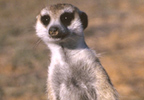 Unbranded Meerkat Encounter
