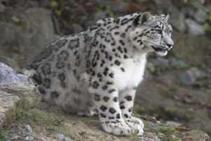 Unbranded Meet a Rare Species