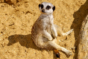 Unbranded Meet the Meerkats