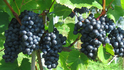 Unbranded Meet the Winemakers Tour for Two at Eastcott