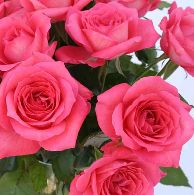 Unbranded Megabox - 50 Cerise Roses