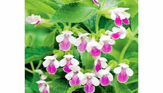 Unbranded Melittis Plant - Royal Velvet