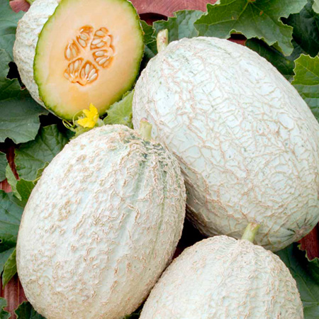 Unbranded Melon Emir F1 Seeds 12 Seeds