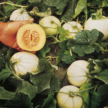 Unbranded Melon Grafted Sweetheart Plants Pack of 3 Pot