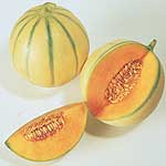 Unbranded Melon Lunabel F1 Seeds