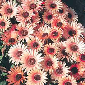 The Apricot Tu Tu creates a glowing display of gorgeous apricot  frilled blooms. A quick carpeting p