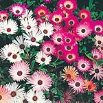 Mesembryanthemum Criniflorum (Livingstone Daisy)
