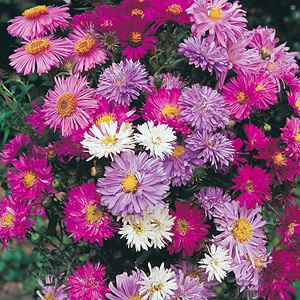 A superb plant for borders and as a cut flower  producing double or semi-double blooms in shades of 