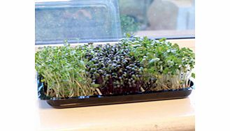 Dobies Microherbs are a fresh and tasty new way to grow your five a day and add intense bursts of flavour to your dishes! Each kit contains all you need to grow three crops of delicious healthy Microherbs. Michelin Starred Chef Simon Hulstone has car