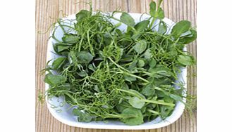 Unbranded Microherbs Pepper Punch