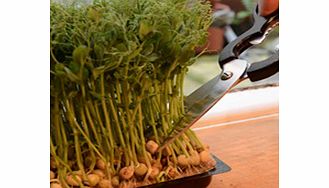 Unbranded Microherbs Salad Kick