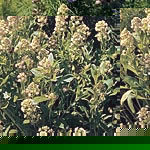 Unbranded Mignonette Machet Seeds 416764.htm