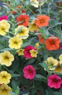 Unbranded Million Bells Basket Collection x 5 plants