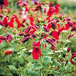 Unbranded Mimulus Cardinalis Red Dragon Seeds 421531.htm