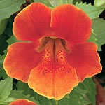 Unbranded Mimulus F1 Big Boy Mixed Seeds