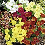 Unbranded Mimulus F1 Big Boy Seeds 145306.htm