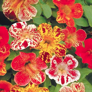 A floriferous variety  bearing trumpet-shaped blooms in a wide range of colours  many with beautiful