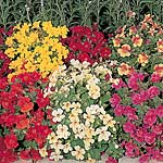 Unbranded Mimulus Magic F1 Seeds 421825.htm