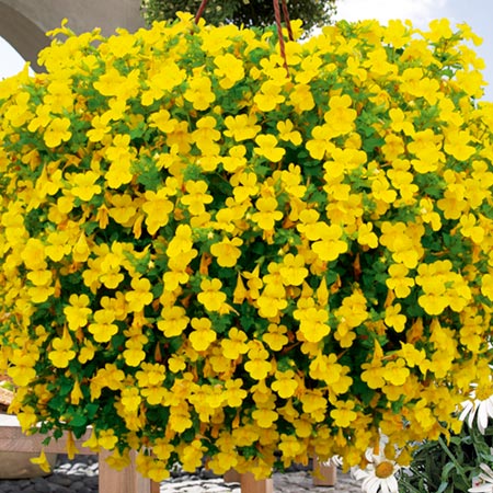 Unbranded Mimulus Vortex Yellow Plants Pack of 10 Pot