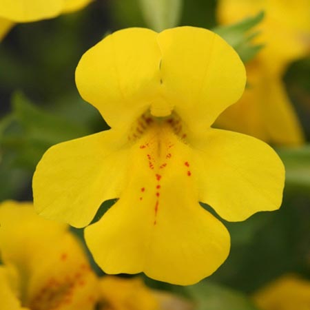 Unbranded Mimulus Vortex Yellow Plants Pack of 6 Pot Ready