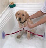Pets Dogs Innovations