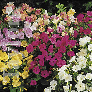 Unbranded Mirabilis Jalapa Bulbs