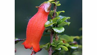 Crisp green foliage orange-red tubular flowers. Can be used as a trailing or a climbing plant. Red 3cm (1) long each with 5 lobes are produced singly from the leaf axils over a long period. Supplied in a 2-3 litre pot.Acid lovingEvergreenFertile mois
