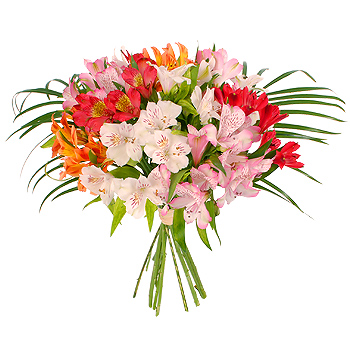 Unbranded Mixed Alstroemeria Bouquet - flowers
