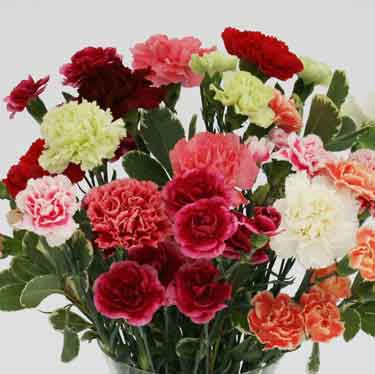 Unbranded Mixed Carnations