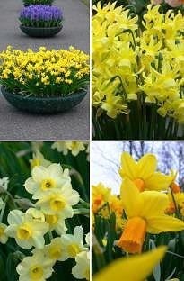 Unbranded Mixed Dwarf Daffodils x 25 bulbs