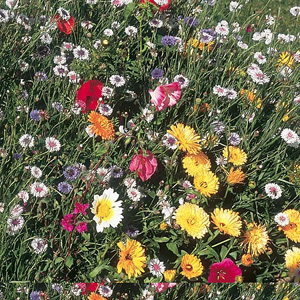 Ideal for the back of a border. A mixture of popular  brightly coloured single and double flowers. C