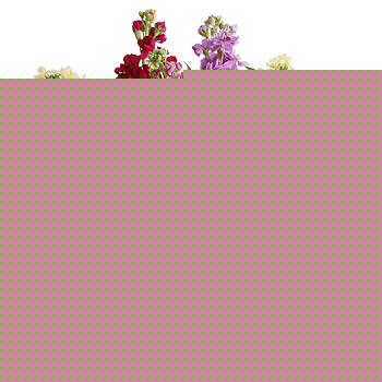 Unbranded Mixed Stocks Bouquet - flowers