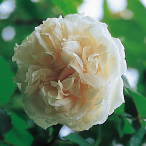 Unbranded Mme Alfred Carrire - Climbing Rose (pre-order now)