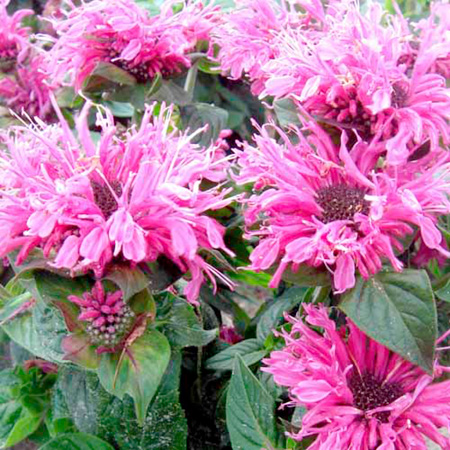 Unbranded Monarda Cranberry Lace Plants Pack of 3 Potted