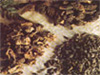 Unbranded Morilles (dried)