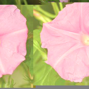 Each attractive  large  candy pink bloom has a distinct paler pink  5 pointed cross shooting out fro