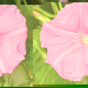 Unbranded Morning Glory Candy Pink Seeds